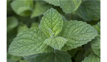 Gartenbaumschule Becker