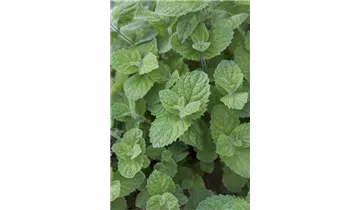 Gartenbaumschule Becker