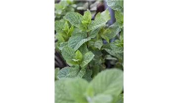 Gartenbaumschule Becker