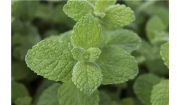 Gartenbaumschule Becker