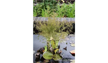 Gartenbaumschule Becker