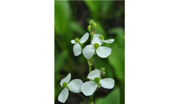 Gartenbaumschule Becker