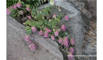 Gartenbaumschule Becker