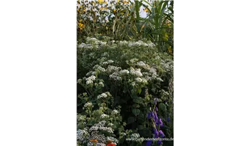 Gartenbaumschule Becker