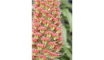 Gartenbaumschule Becker