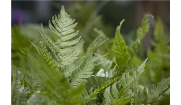 Gartenbaumschule Becker