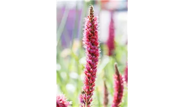 Gartenbaumschule Becker