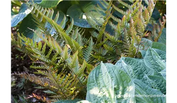 Gartenbaumschule Becker