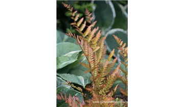 Gartenbaumschule Becker