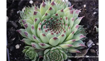 Gartenbaumschule Becker