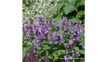 Gartenbaumschule Becker