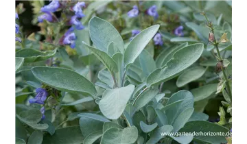 Gartenbaumschule Becker