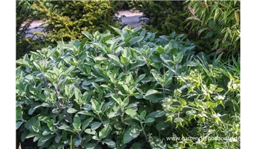 Gartenbaumschule Becker