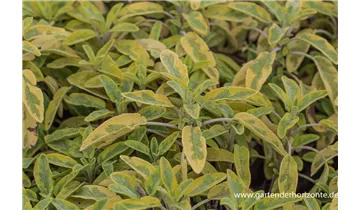 Gartenbaumschule Becker