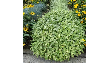 Gartenbaumschule Becker