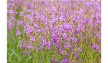 Gartenbaumschule Becker