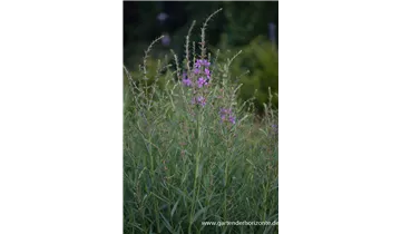 Gartenbaumschule Becker
