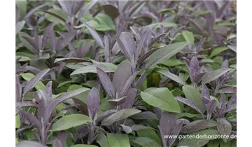 Gartenbaumschule Becker