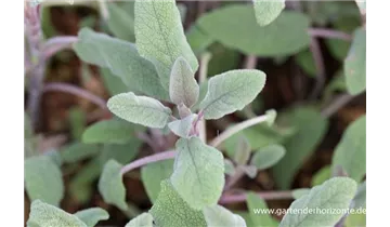 Gartenbaumschule Becker