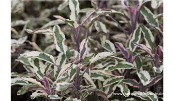 Gartenbaumschule Becker