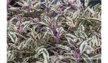 Gartenbaumschule Becker