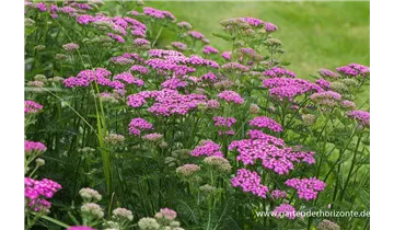 Gartenbaumschule Becker