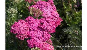 Gartenbaumschule Becker