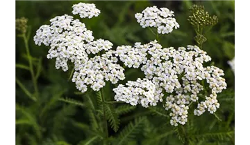 Gartenbaumschule Becker