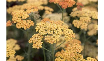 Gartenbaumschule Becker