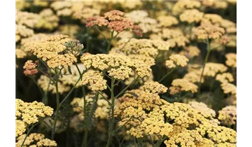 Gartenbaumschule Becker