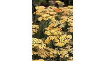 Gartenbaumschule Becker