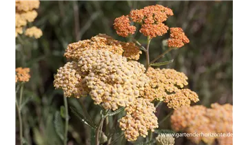 Gartenbaumschule Becker