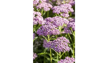 Gartenbaumschule Becker