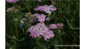 Gartenbaumschule Becker