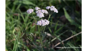 Gartenbaumschule Becker