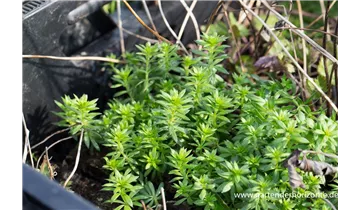 Gartenbaumschule Becker