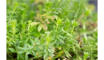 Gartenbaumschule Becker