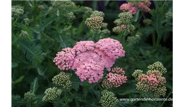 Gartenbaumschule Becker