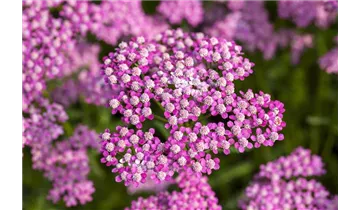 Gartenbaumschule Becker