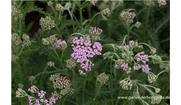Gartenbaumschule Becker
