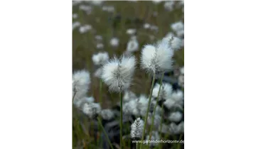 Gartenbaumschule Becker
