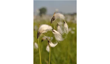 Gartenbaumschule Becker