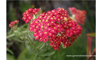 Gartenbaumschule Becker