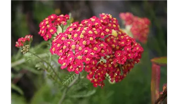 Gartenbaumschule Becker