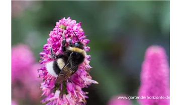 Gartenbaumschule Becker