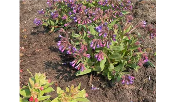 Gartenbaumschule Becker