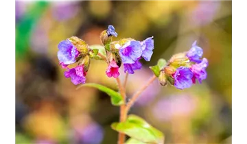 Gartenbaumschule Becker