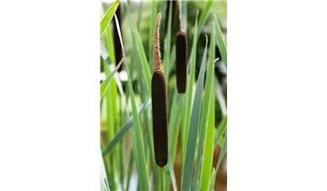 Gartenbaumschule Becker