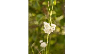 Gartenbaumschule Becker