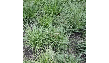 Gartenbaumschule Becker